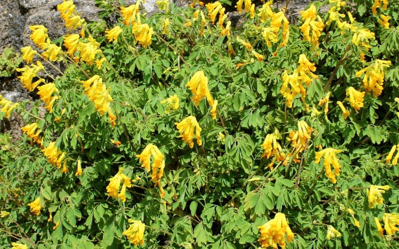 Corydalis Lutea plant