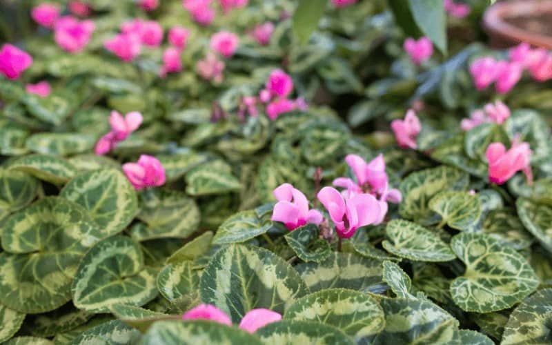 Cyclamen plant