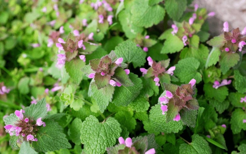 Dead Nettle Plant