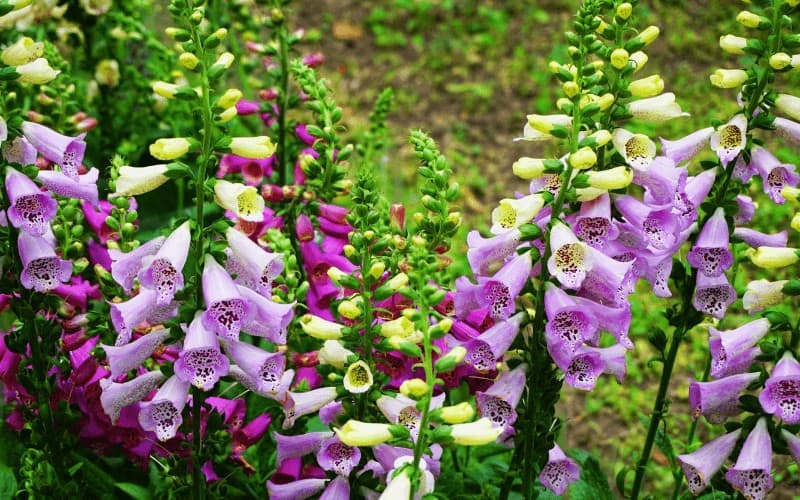 Digitalis plant