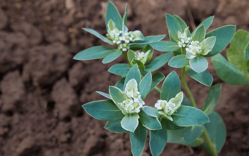 Euphorbia plant