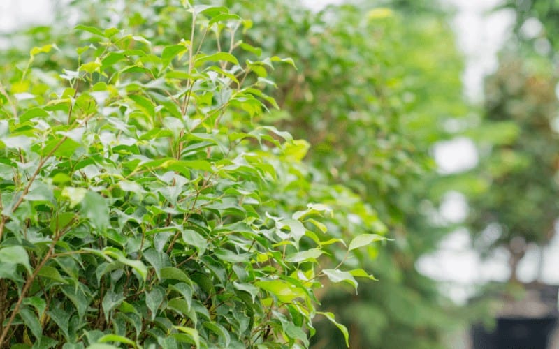 Ficus Trees