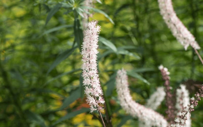 Foamflower plant