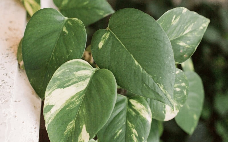 Golden Pothos plant