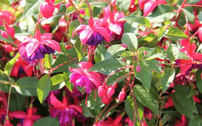 Hardy Fuchsia plant