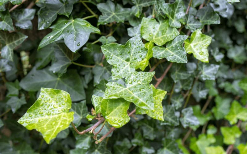 Hedera helix plant