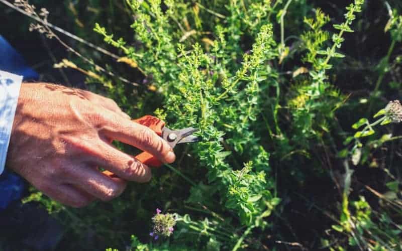 How Do I Trim My Oregano Plant? (Quick Step Guide)