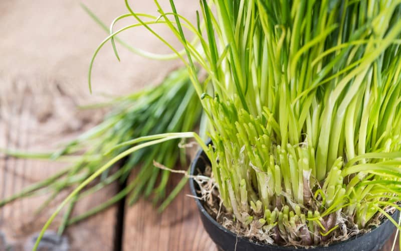 How To Harvest Chives Without Killing The Plant