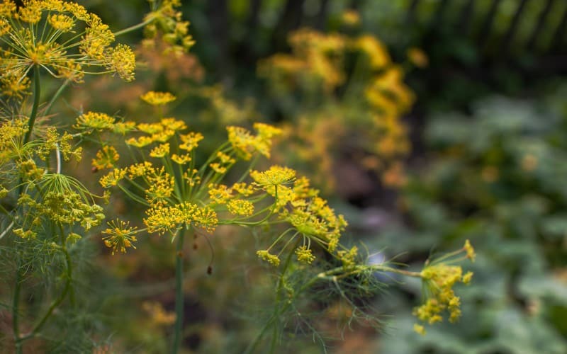 How To Harvest Dill Without Killing The Plant