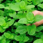 How To Harvest Mint Without Killing The Plant
