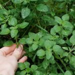 How To Harvest Oregano Without Killing The Plant