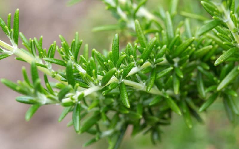 How To Harvest Rosemary Without Killing It