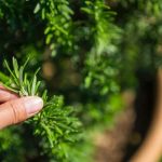 How To Harvest Rosemary Without Killing The Plant