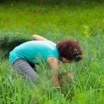 How To Pick Dill Without Killing The Plant