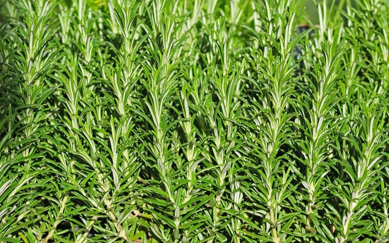 How To Pick Rosemary Without Killing The Plant