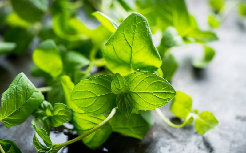 How To Prepare Mint Plant For Winter After Harvest