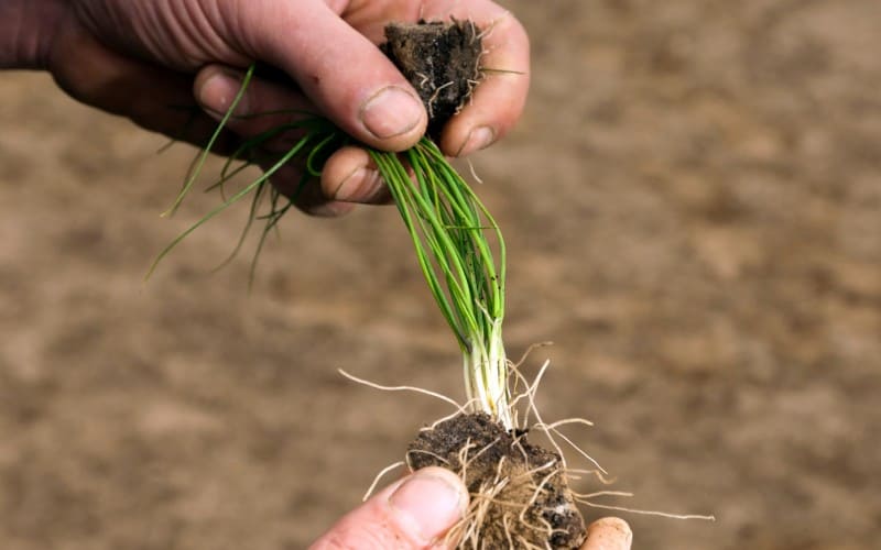 How to Prepare Chives For Winter