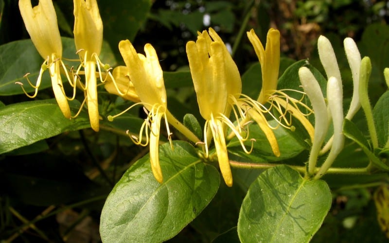 How to Remove Honeysuckle from Your Garden