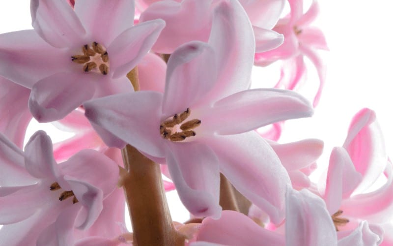 Hyacinths plant