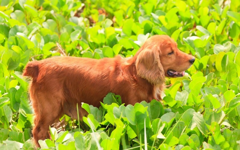 Is Blue Star Creeper Poisonous to Dogs