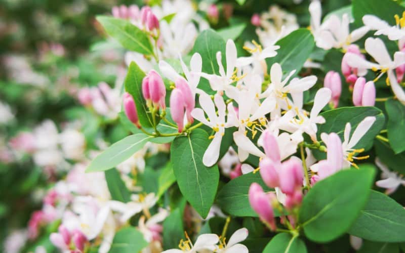 Is Honeysuckle Poisonous to Dogs 