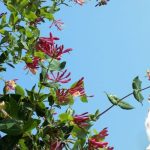 Is Honeysuckle toxic to Dogs