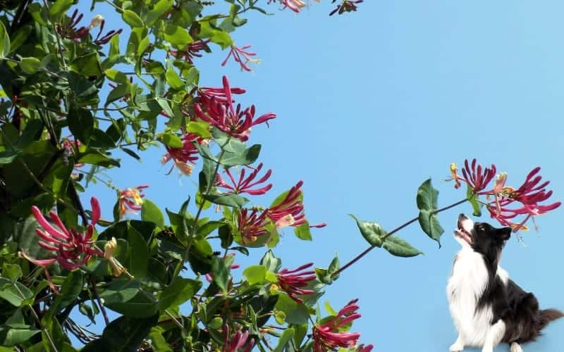 is-honeysuckle-poisonous-to-dogs-mavres