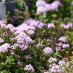 Is Red Creeping Thyme Safe for Cats