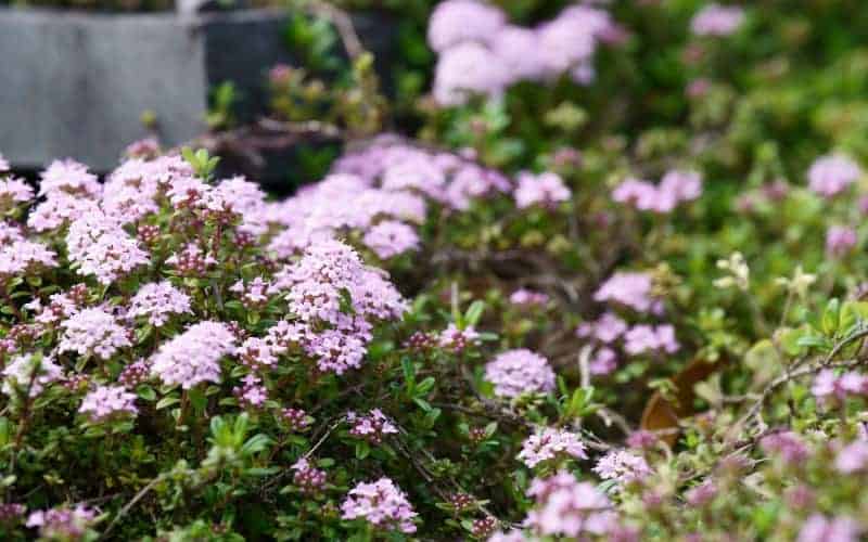 Is Red Creeping Thyme Safe for Cats?