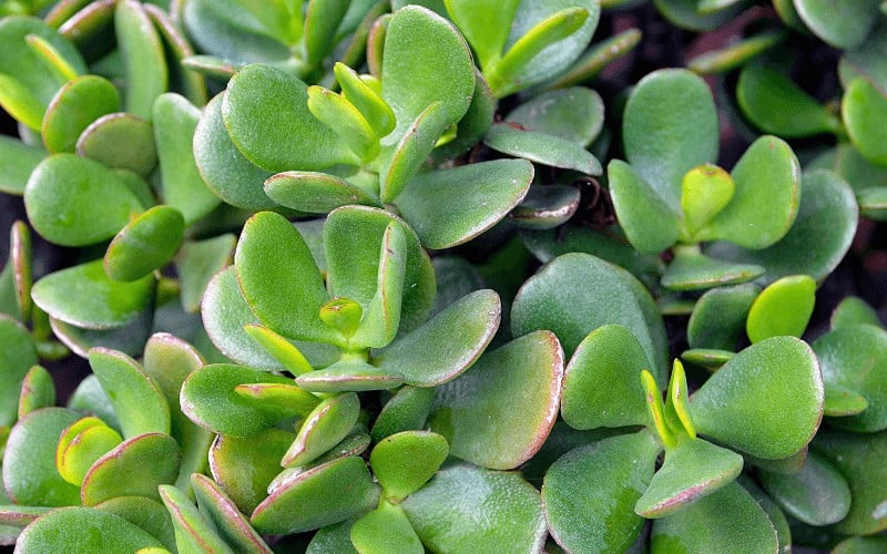 Jade plant