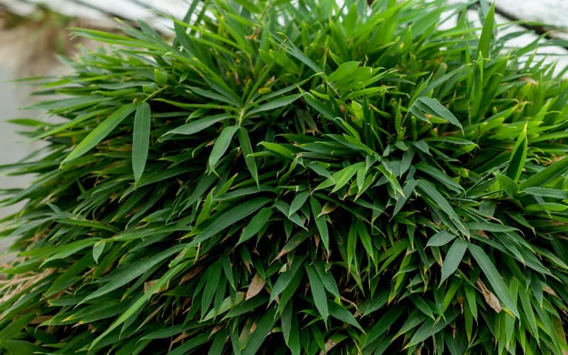 Japanese ‘Hakonechloa’ Forest Grass