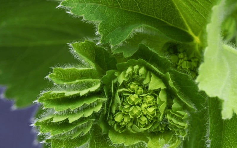 Lady’s Mantle plant