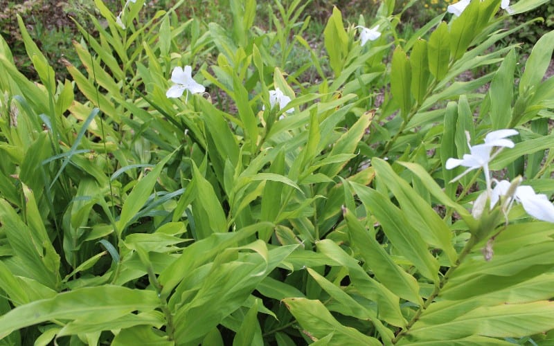 Lilies plant