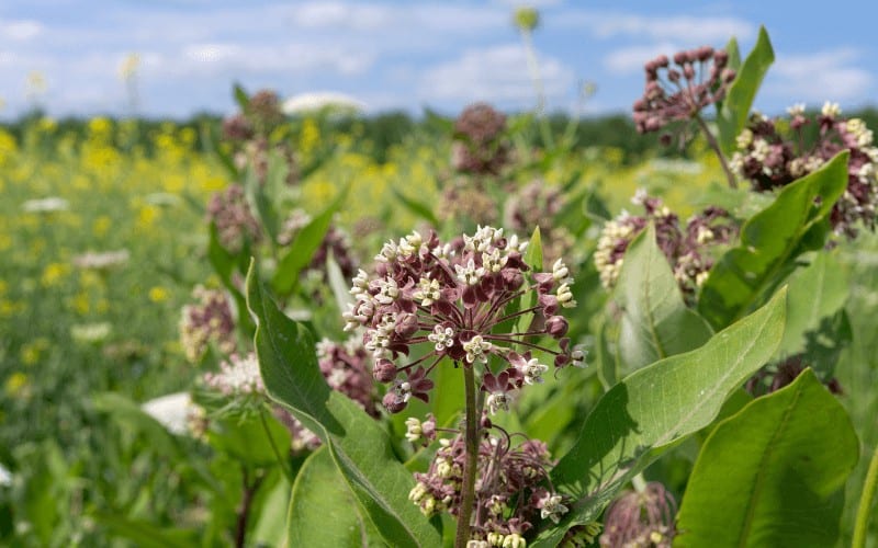 Milkweed plant