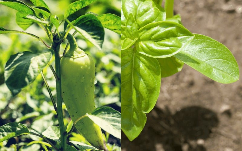 Pepper and Basil plant