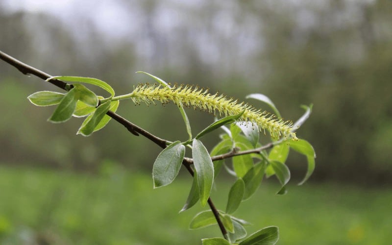 Philodendro plant