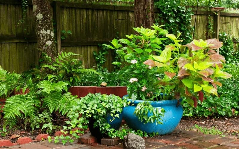 9 Valuable Plants That Grow Well Together In Pots