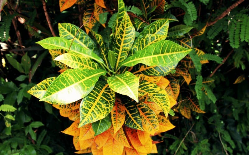 Prayer Plant