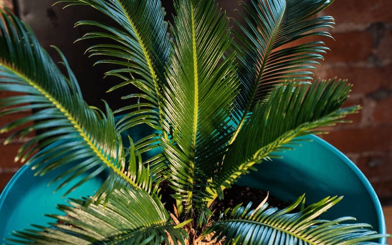 Sago palm plant