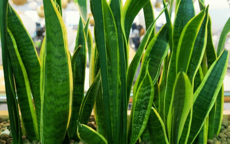 Snake Plant