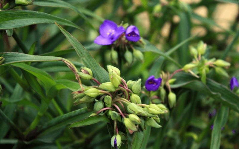 Spiderwort plant