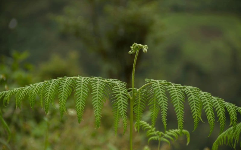 Table Fern plant