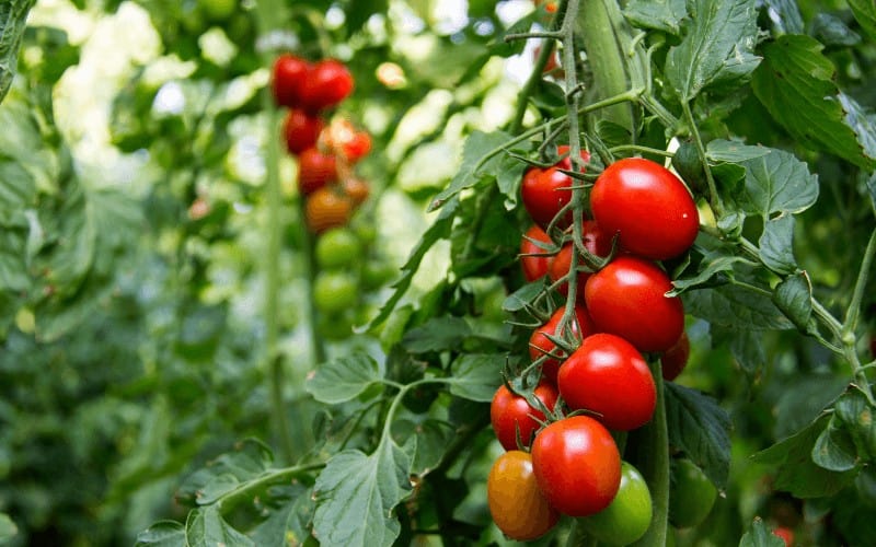 Tomato plant