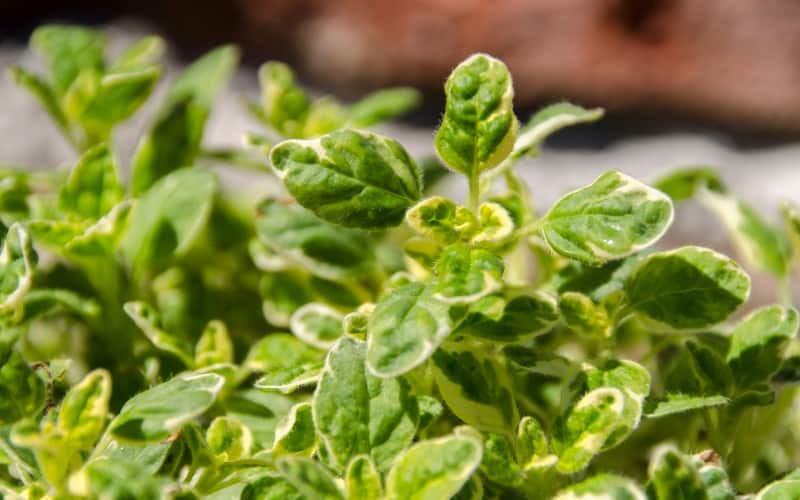 Trimming Your Oregano Plant For Winter