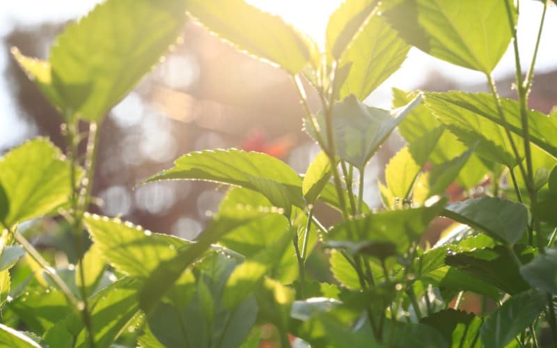 What Is Indirect Sunlight For Outdoor Plants 