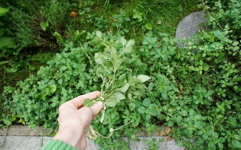 When To Harvest Oregano