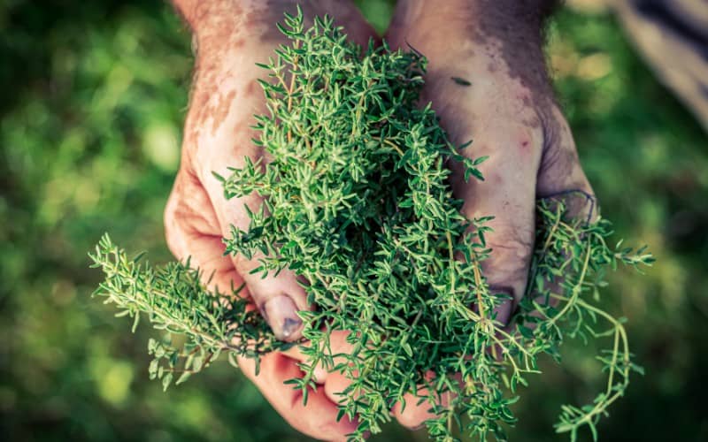 When to Harvest Thyme Without Killing it