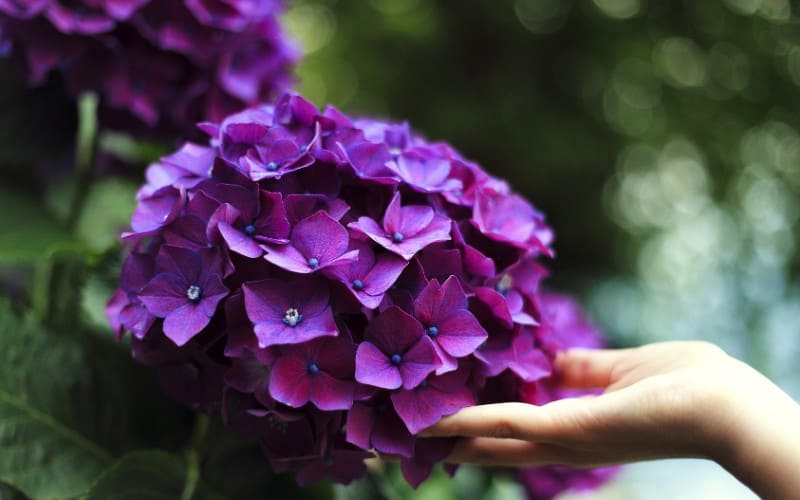 When to Prune Hydrangeas