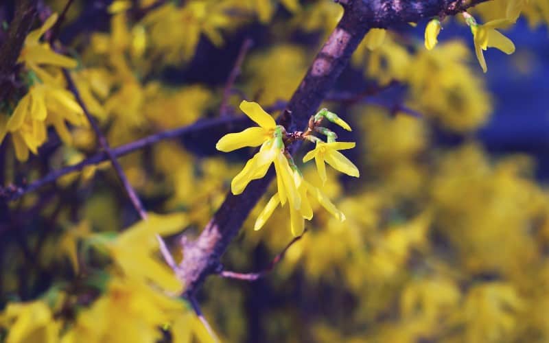 best time to prune Forsythia
