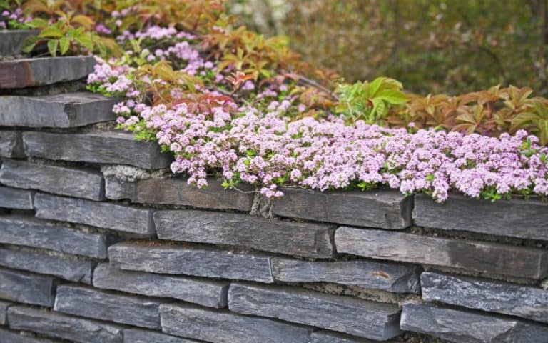 Is Red Creeping Thyme Safe for Cats?